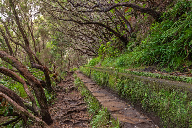 istock Hiking path to 25 springs, 25 fontes, Rabacal, Madeira, 1186242866