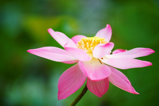 close up of beautiful lotus flower