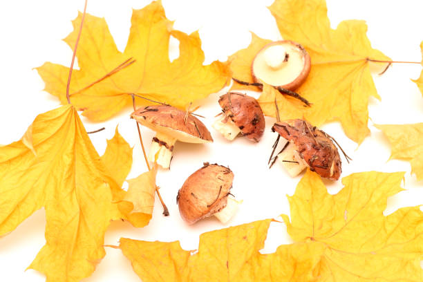 un montón de hongos suillus sucios y sin pelar aislados sobre un fondo blanco con hojas de arce amarillo. enfoque selectivo. - cepe fungus forest dining fotografías e imágenes de stock