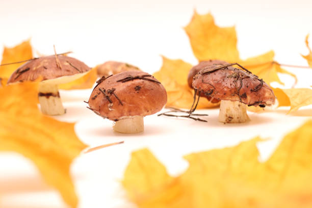 un montón de hongos suillus sucios y sin pelar aislados sobre un fondo blanco con hojas de arce amarillo. enfoque selectivo. - cepe fungus forest dining fotografías e imágenes de stock