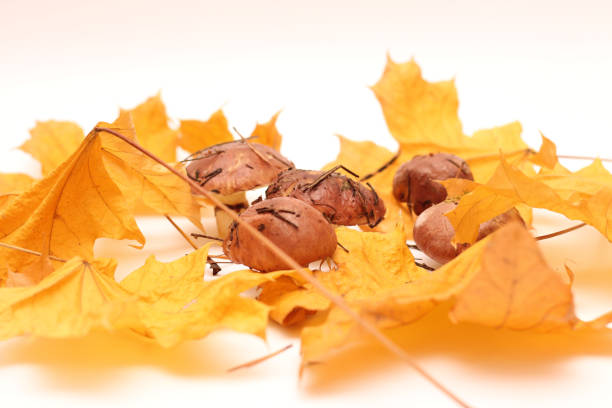 un montón de hongos suillus sucios y sin pelar aislados sobre un fondo blanco con hojas de arce amarillo. enfoque selectivo. - cepe fungus forest dining fotografías e imágenes de stock