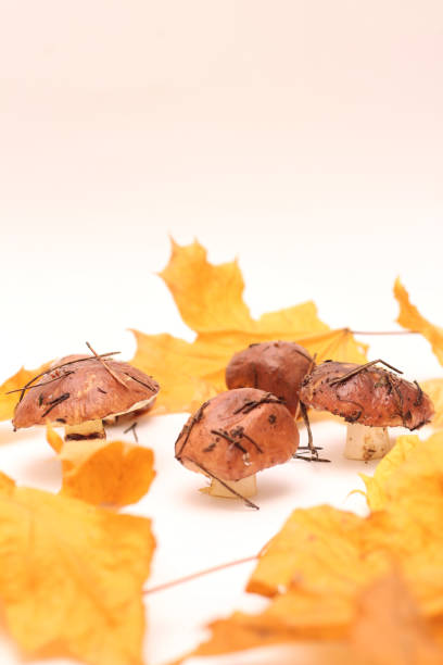 un montón de hongos suillus sucios y sin pelar aislados sobre un fondo blanco con hojas de arce amarillo. enfoque selectivo. - cepe fungus forest dining fotografías e imágenes de stock