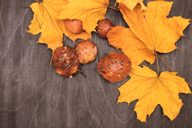 un montón de hongos suillus sucios y sin pelar aislados en una mesa de madera oscura con hojas de arce amarillo. enfoque selectivo. - cepe fungus forest dining fotografías e imágenes de stock