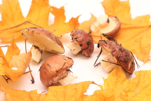 un montón de hongos suillus sucios y sin pelar aislados sobre un fondo blanco con hojas de arce amarillo. enfoque selectivo. - cepe fungus forest dining fotografías e imágenes de stock