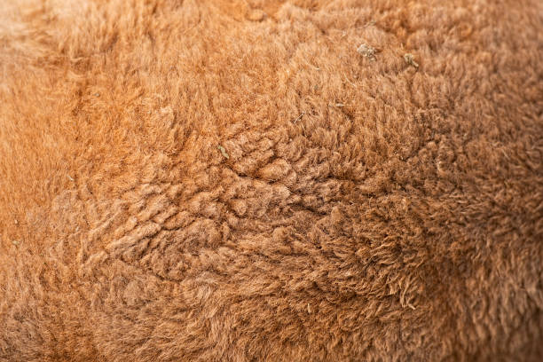 istock Closeup of Australian Kangaroo fur 1186244425