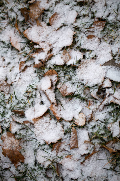 istock Yellow leaves with First snow background 1186245666