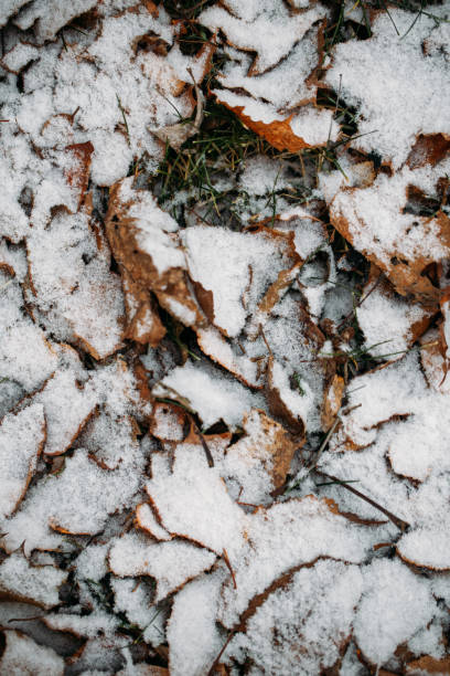 istock Yellow leaves with First snow background 1186245775