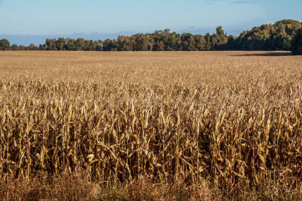 campo de maíz dorado listo para cosechar bajo el sol con árboles de otoño y cielo azul en el fondo - acreage fotografías e imágenes de stock