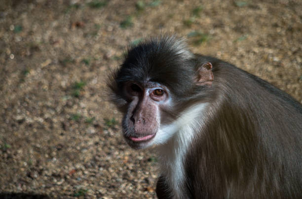 Saimiri sciureus