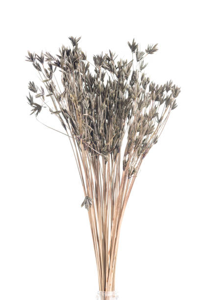 istock Dry color grass flower for interior decoration isolated on white background 1186248477