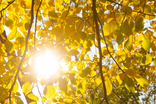 istock Autumn foliage abstract background 1186249289