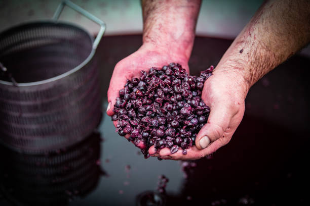 istock Wine mixing during fermentation process in barrel, Bordeaux Vineyard 1186250289