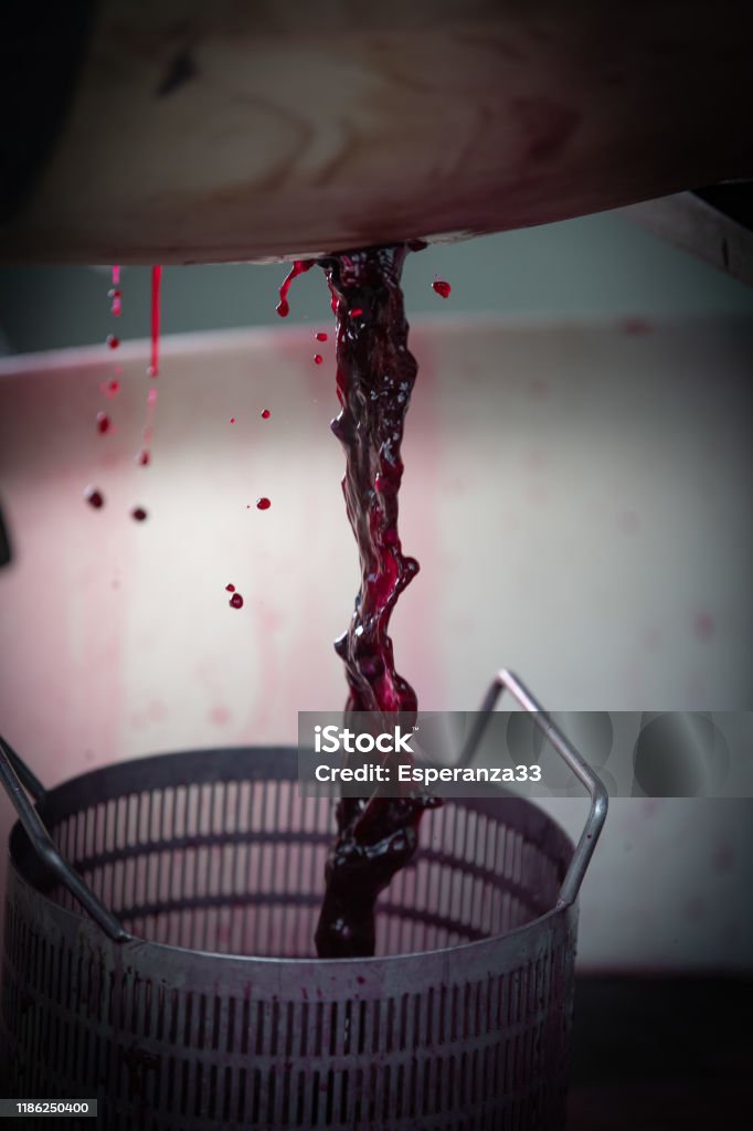Fermentation Mixing Wine Mixing During Fermentation Process In Barrel Bordeaux Vineyard ...