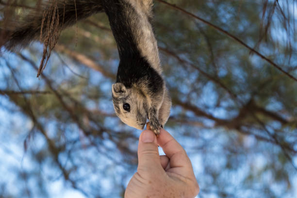 persona nutre lo scoiattolo. uno scoiattolo divertente mangia dal palmo della tua mano. nutrire gli animali nella foresta - male animal mammal animals in the wild fur foto e immagini stock