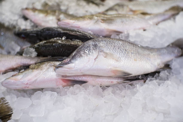istock Fresh fish seafood on ice for cooking material 1186251432