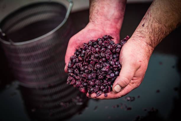 istock Wine mixing during fermentation process in barrel, Bordeaux Vineyard 1186251489