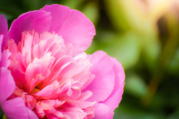 istock Pink peony flower close up 1186252336