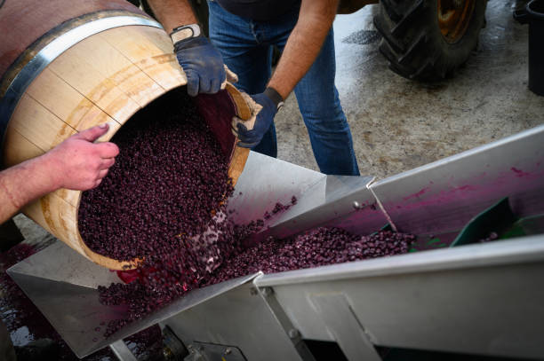 バレル、ボルドーヴィンヤードの発酵プロセス中のワイン混合 - winemaking ストックフォトと画像