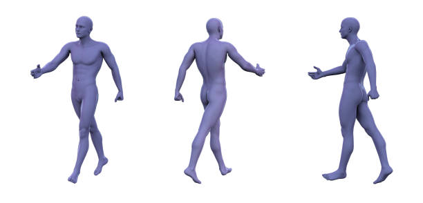 istock 3d rendering illustration of violet human anatomy 1186252521