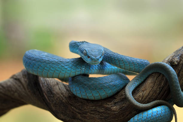 istock Viper snake on branch, Blue insulatis 1186253277