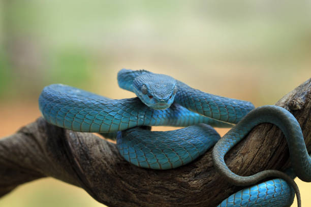 Viper snake on branch, Blue insulatis stock photo