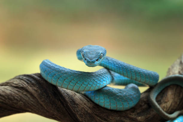 istock Viper snake on branch, Blue insulatis 1186253283