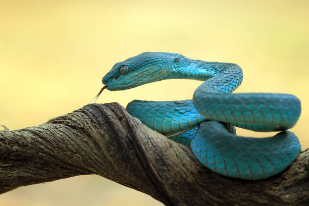 istock Viper snake on branch, Blue insulatis 1186253293
