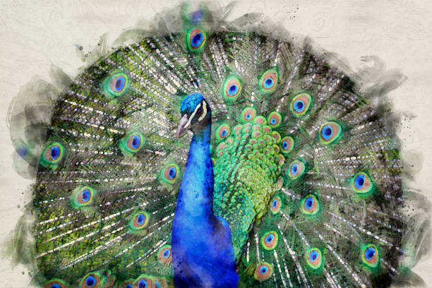 Watercolour image of a peacock
