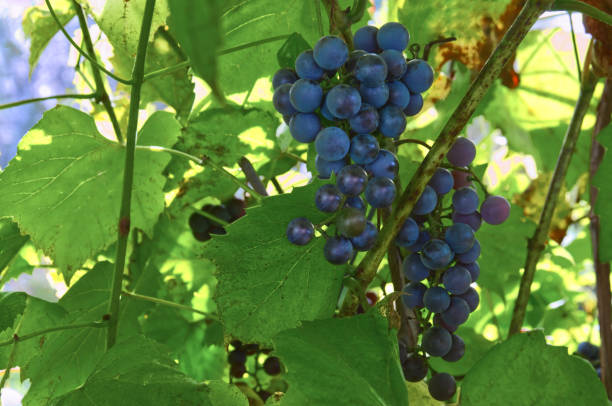 bunches of ripe red grapes on a vine with green leaves in the sunlight - agriculture purple vine grape leaf imagens e fotografias de stock