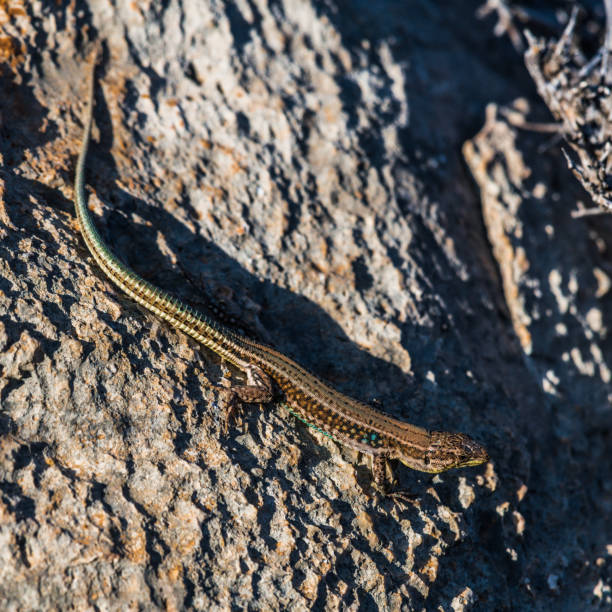 istock A lizard in the rays of the setting sun 1186253460
