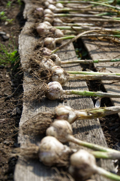 istock fresh garlic with stalks on the ground in vegetable garden. 1186253533