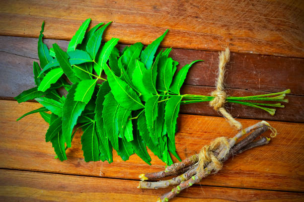 grüne neem blätter und zweig auf holztisch, neem zweig, ayurvedische neem zweig auf holz, neem blätter - azadirachta indica stock-fotos und bilder