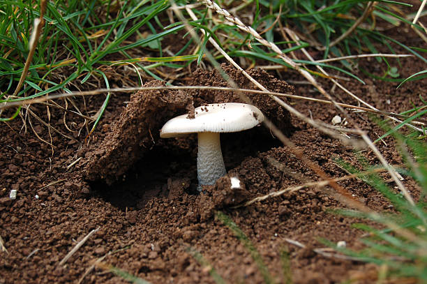 istock Edible mushroom growing on moist ground. 118625770