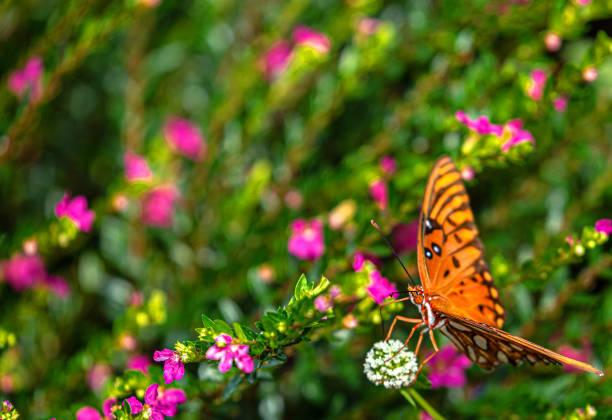 Gulf Fritillary Butterfly on White Nectar Flower, Seminole, Florida