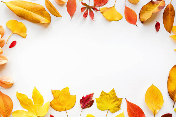istock yellow and red leaves on white background. Seasonal composition, fall, thanksgiving day, herbarium concept. mockup, template, overhead 1186257848