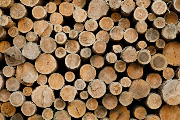 istock Pile of wood logs .Forest logging site. felled tree trunks 1186258370