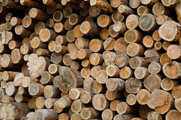 istock Pile of wood logs .Forest logging site. felled tree trunks 1186258462