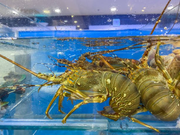 Alive lobsters in water tank for sale at seafood market stock photo