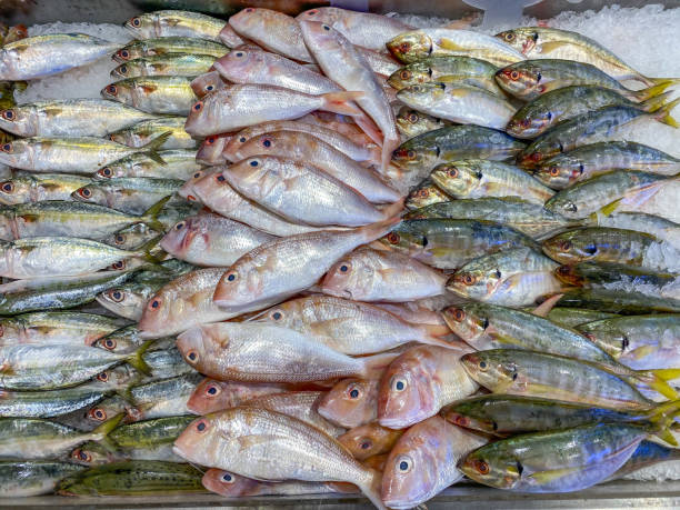 istock Frozen fresh fish sorted by species at seafood market 1186263160