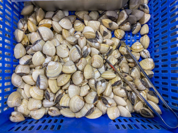 Pile of fresh clams in basket at seafood marketplace