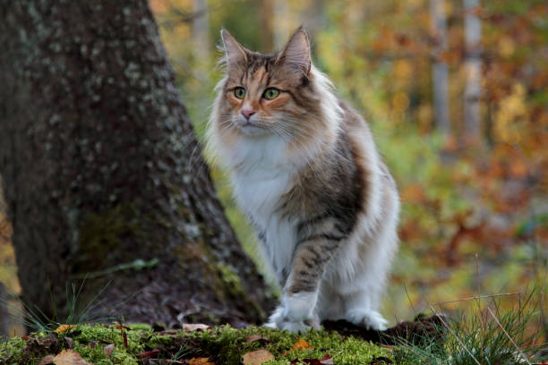 istock A beautiful cat standing in autumnal forest 1186264274