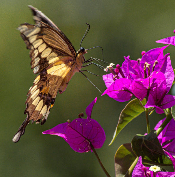 istock Giant Swallowtail Butterfly Looking for Nectar in Purple Flower, Florida 1186264397