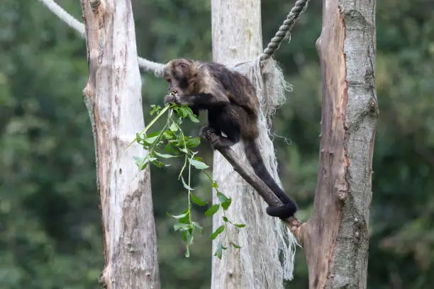 Close up of a Golden-bellied Capuchin (Cebus xanthosternos), selective focus