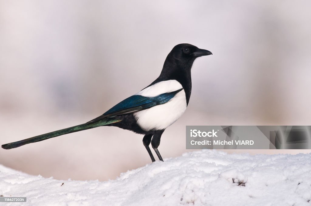Black Billed Magpie Black Billed Magpie in winter Black Billed Magpie Stock Photo
