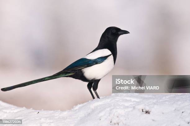 Black Billed Magpie Stock Photo - Download Image Now - Black Billed Magpie, Magpie, Thief
