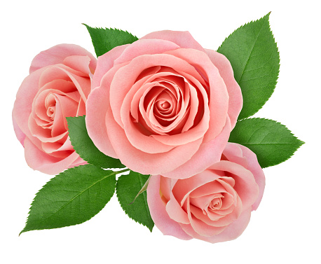 Flower arrangement made with roses isolated on a white. Clip art image for design.