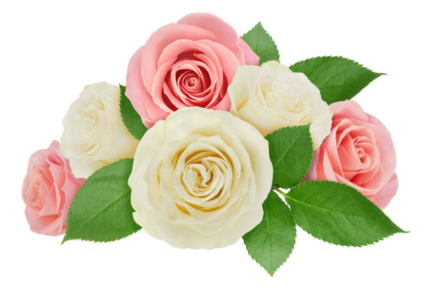 istock Flower arrangement made with roses isolated on a white background with clipping path. 1186273647