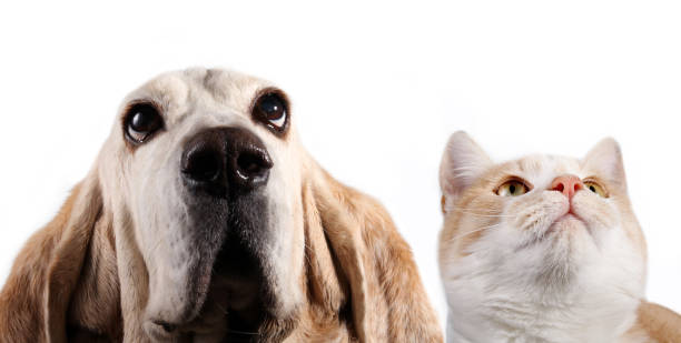 istock Dog and red cat on white background 1186273653