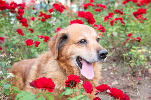 istock Portrait of the dog 1186274175