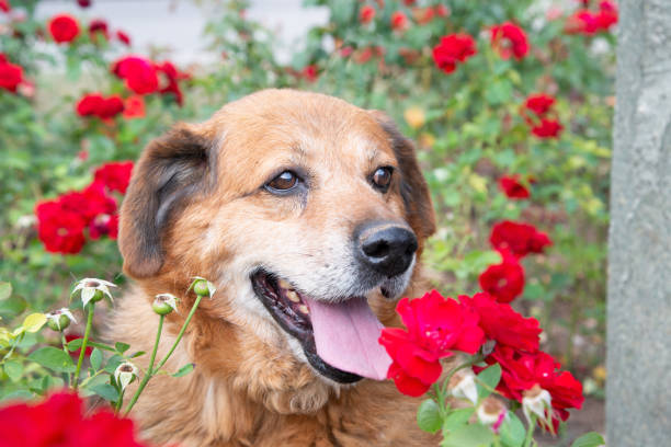 istock Portrait of the dog 1186274465